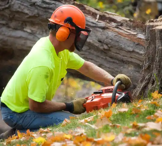 tree services Rabbit Hash